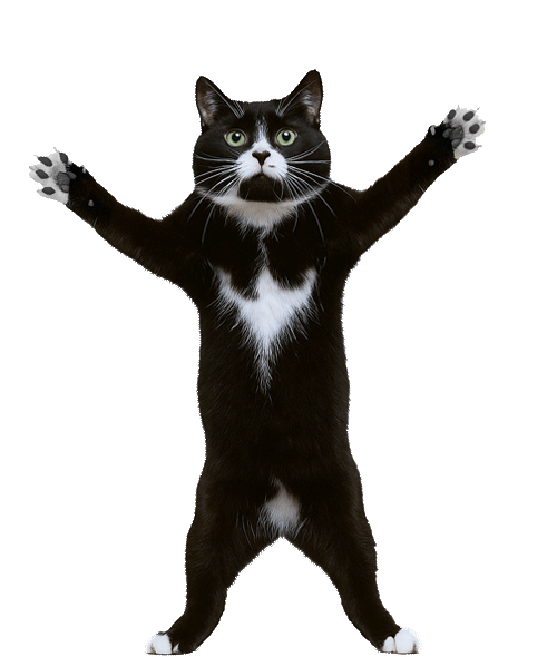 Dancing Cat